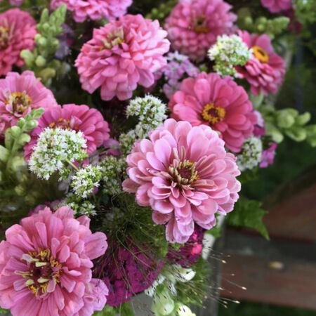 Benary's Giant Bright Pink, Zinnia Seeds - 25,000 Seeds image number null